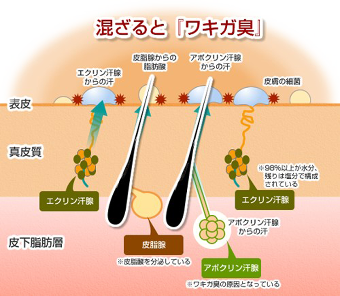 混ざると「ワキガ臭」